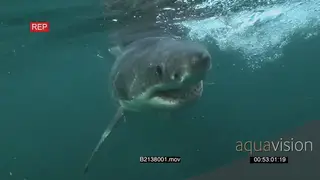 Great white shark gently swimming up to a bait then tries to bite it and fails underwater.