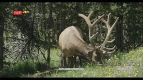 Elk standing and grazing GREEN WS