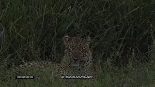 Leopard Resting in long Thick Reeds GENERAL BEHAVIOUR