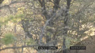 Lioness chase herd of prey antelope in woodland WS PAN NTD