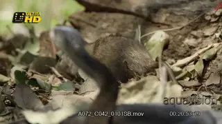 Black Mamba hunting rat, flattens its head and play dead.