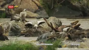 Vultures feeding on a pile of dead wildebeest in the mara river