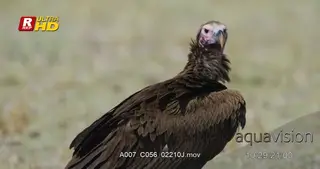 Lappet-faced Vulture standing, looking around and towards the camera.