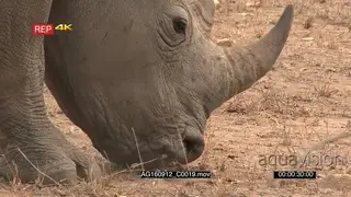 Male white rhino grazing in woodland XCU mouth grazing