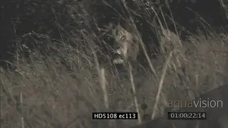 African Lion charge towards then runs in a different direction camera NIGHT