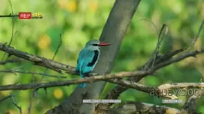 Woodland kingfisher sitting on the branch