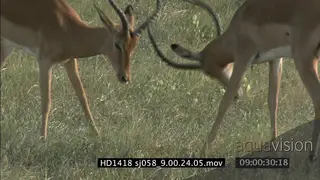 Impalas rams sparring and fighting in dominance display