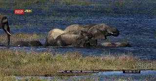 A Herd of African Elephants crossing the Chobe River