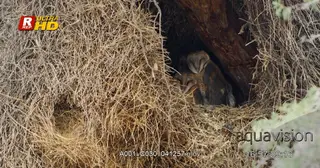 Three Barn Owl resting in a hollow tree.