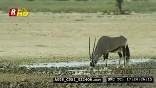 Gemsbok standing and drinking water. WS.