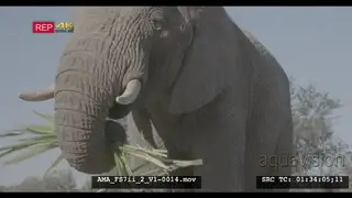 African elephant feeding, foraging in slowmotion, reed, vegetation, mammals, Africa.