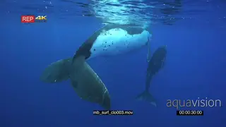 Humpback whale mother and young calf floating at surface UW SOCIAL BEHAVIOUR.