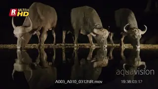 Female and male Cape Buffalo trio walking to the waterhole and drinking up.
