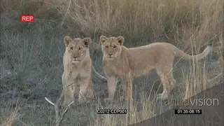 Young lion cubs play fight tall dry yellow grass walking off following one another