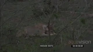 African lioness stalk hunting African elephants grazing