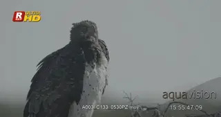Martial eagle perched on a tree, yawning and looking around.