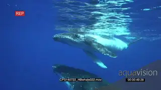 Humpback Whale mother and calf underwater MCU UW