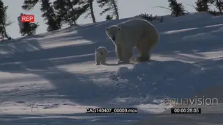 Polar Bear female investigating scouting around outside winter den with cub and back into.