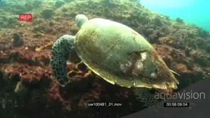 Hawksbill Sea Turtle swimming underwater in ocean deep Searching For Food WS TRA MLS HAND