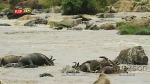 Vultures feeding on a pile of dead wildebeest in the mara river