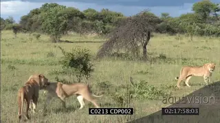 Two (2) young Male Lions and Lioness MS