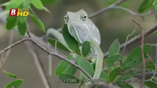 Veiled Chameleon holding onto tree branches,eyes moving 360 to guard territory and.