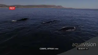 AERIAL Southern right Whales swimming and preforming GOOD LIGHT