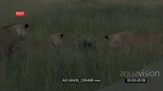 African Lion pride stalk hunting harassing trying to attack Cape Porcupine with raised.