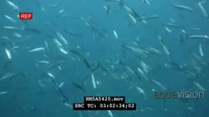 Sardines in open blue water Swimming and moving around GENERAL BEHAVIOUR