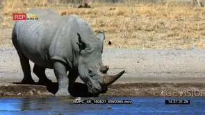 White rhino drinking water