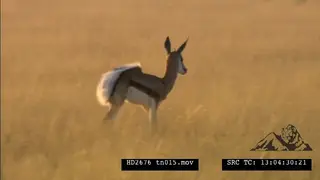 Springbok calf pronks, runs around springbok herd