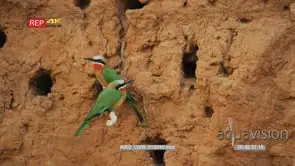 White-fronted bee-eaters nesting in riverbank MS