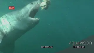 Great white shark gently swimming then tries to bite a bait line the fails but fails and.
