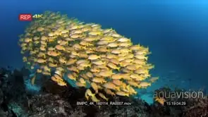 A large school of bluelined snapper fish swirl in the ocean in a bait ball formation