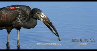 African openbill washing off the hard shell pieces of a snail it has caught and then…