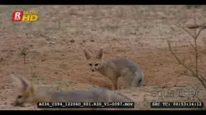 Juvenile cape fox exiting burrow sniffing the ground