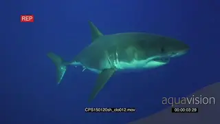 Great White Shark swimming underwater in ocean passing by camera MLS PAN