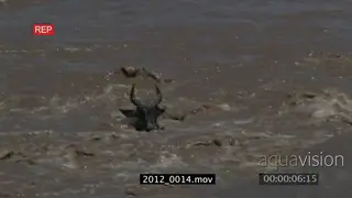 Wildebeest Gnu being swept away by river MCU