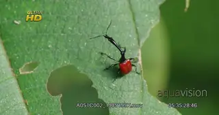 Giraffe weevil (Trachelophorus giraffa) on forest leaves in Madagascar forest MACRO