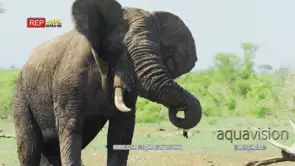 Elephant walking towards camera