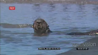Sea Otter foraging and feeding in water MWS