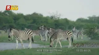 Plain Zebra herd, fighting, kicking, walking, standing, running and feeding on grass.