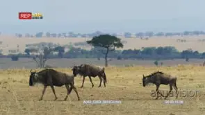 Wet wildebeest herd after crossing the mara river