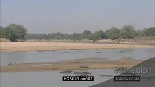 Puku stuck on island alert scouting around Nile Crocodiles stalking in BG Hippo pod.