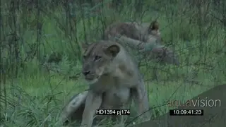 African lioness pride with youngsters social behaviour grooming play fighting hunting.