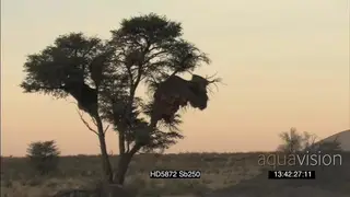 Sociable weavers flying around in out of nest zoom out from tree nest to Scenic Kgalagadi.