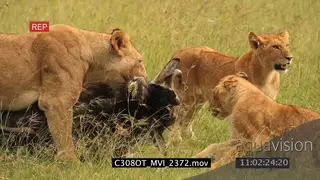 Lioness suffocate Wildebeest, young cubs around carcass AmCam