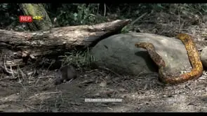 Cape cobra stalking mouse foraging in woodland 2S