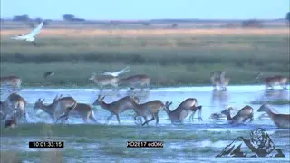 Red Lechwe herd running through flooded Liuwa Plains