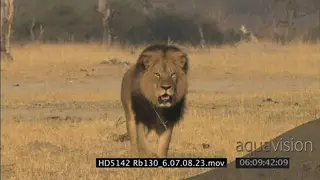 Lioness walks towards camera, Male Cecil lion follows her, limps